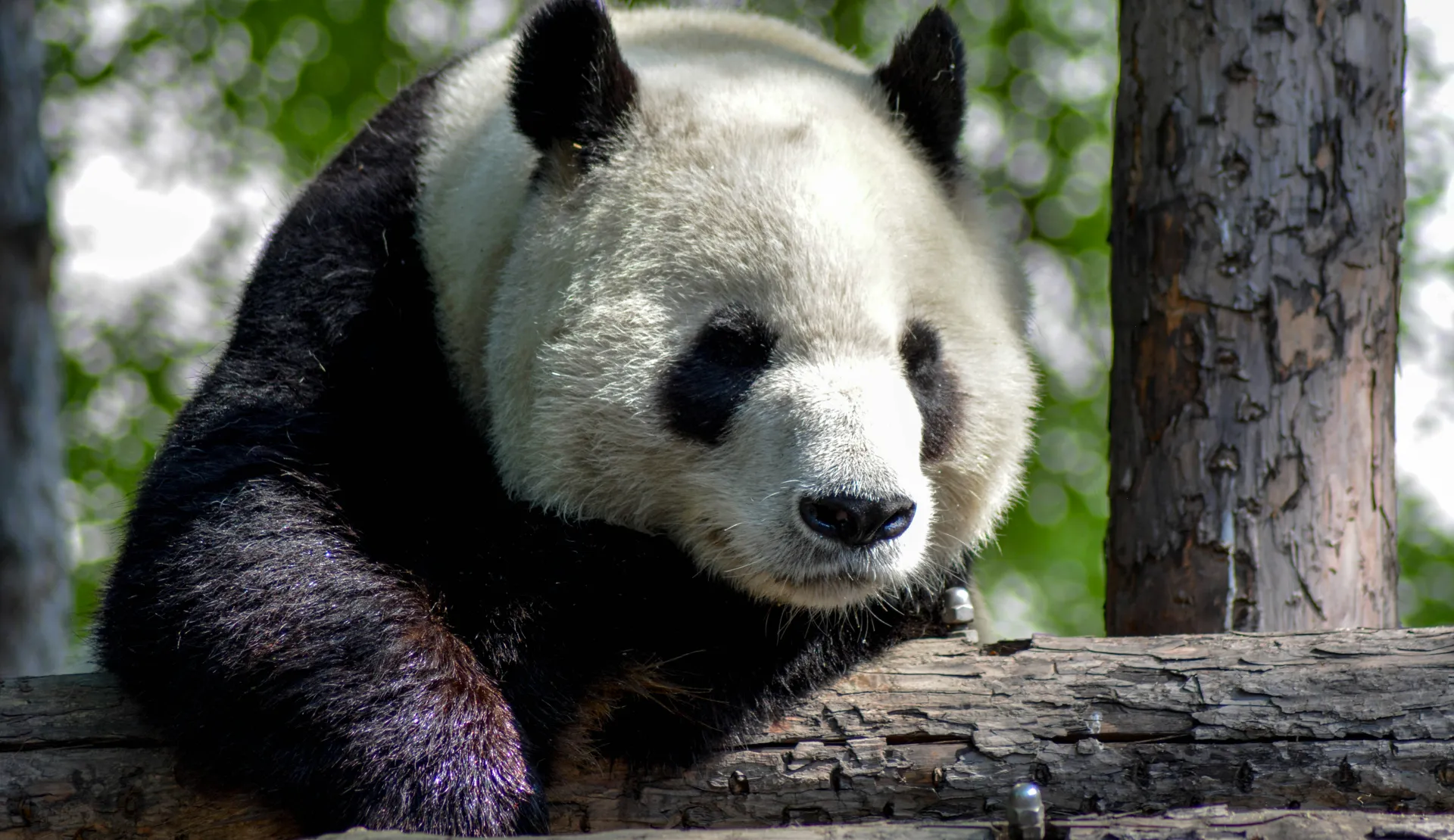 Perché scegliere di organizzare un  viaggio in Cina?